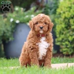 Teddy F1BB, Mini Goldendoodle Puppy